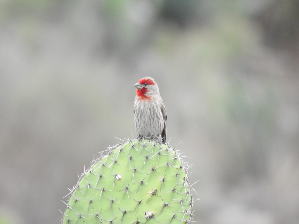 House Finch - ML335269281