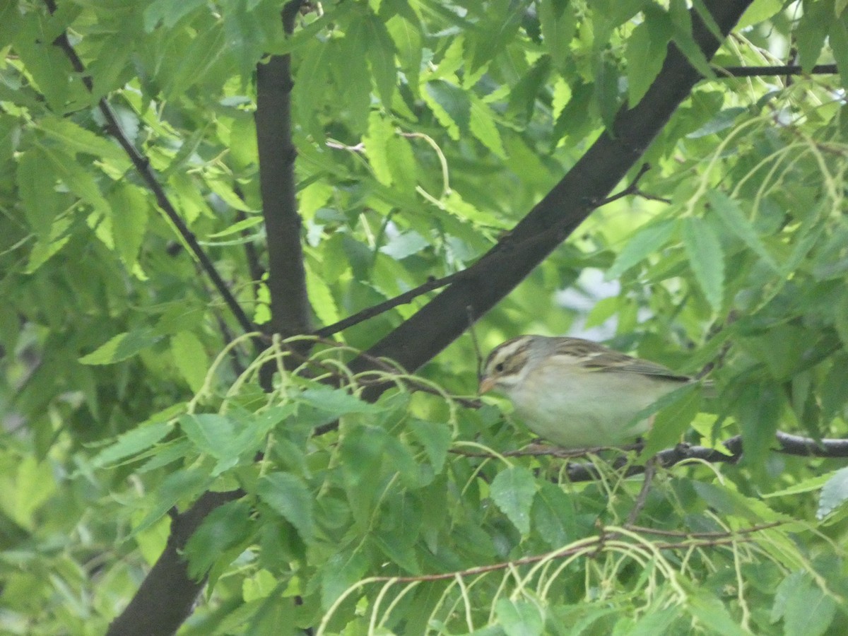Clay-colored Sparrow - ML335269321