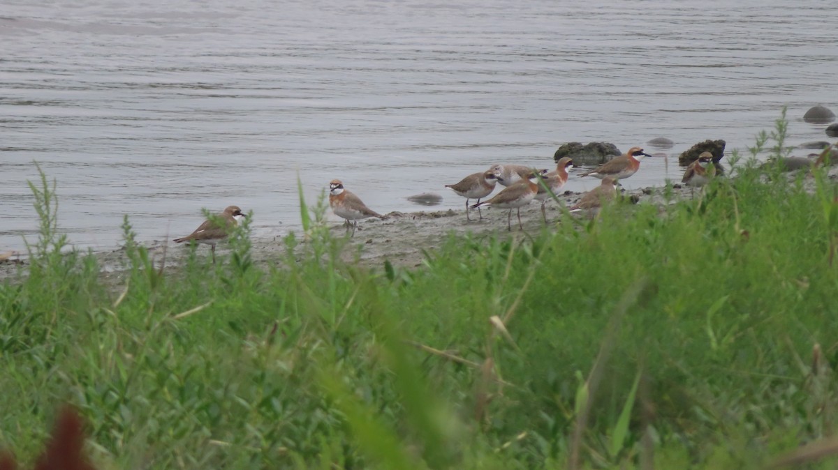 Siberian/Tibetan Sand-Plover - ML335270391