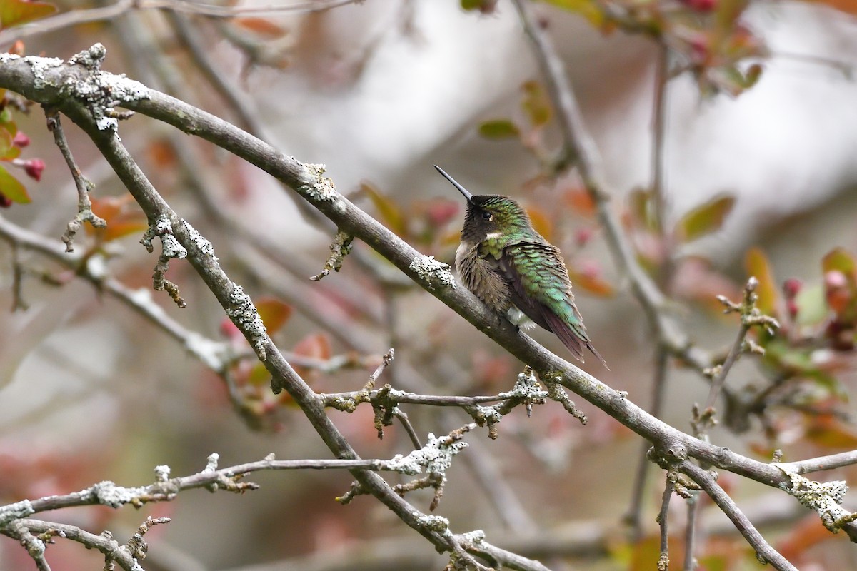 Ruby-throated Hummingbird - ML335271121