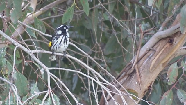 New Holland Honeyeater - ML335273901