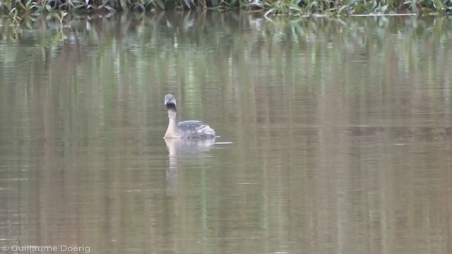 Hoary-headed Grebe - ML335277011