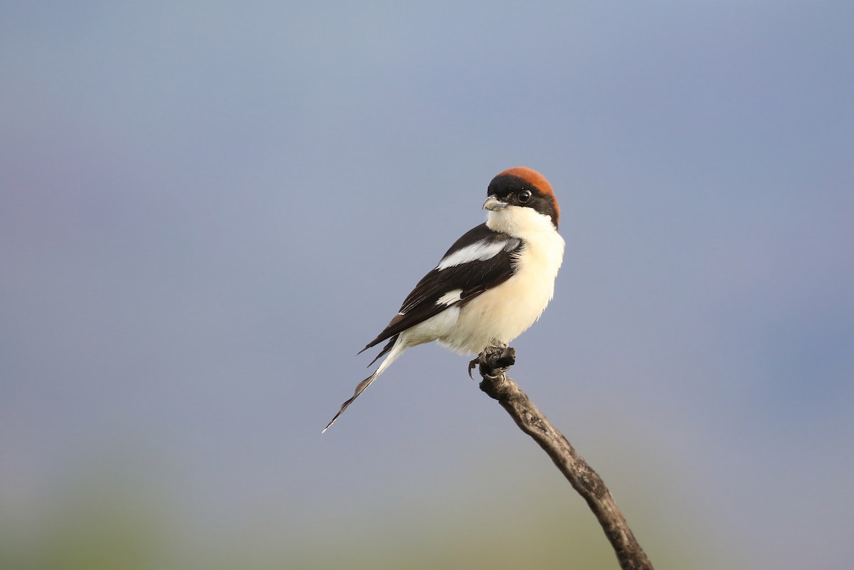 Woodchat Shrike - Noel  Hohenthal
