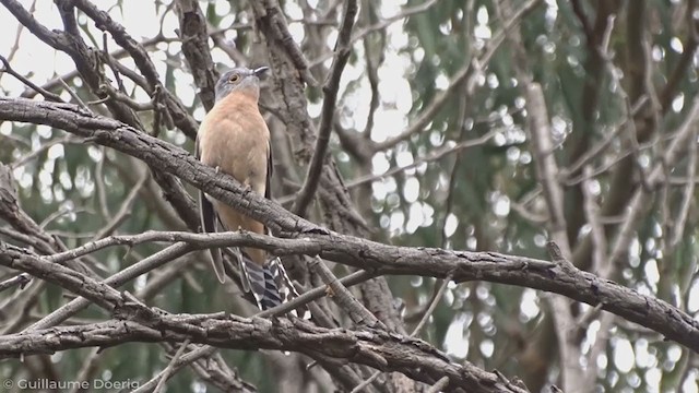 Кукавка віялохвоста - ML335282481