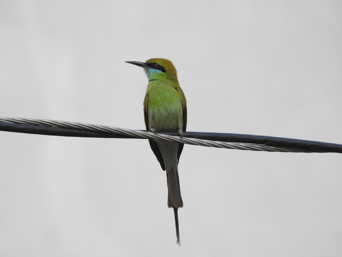 Asian Green Bee-eater - ML335282511