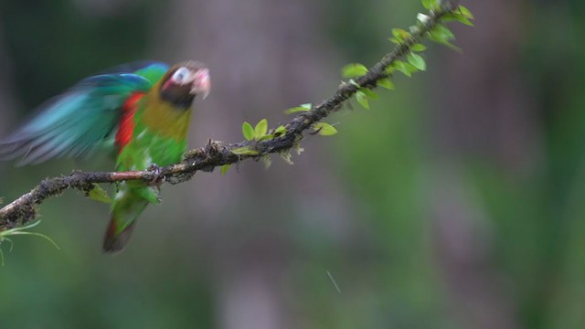 Brown-hooded Parrot - ML335282641