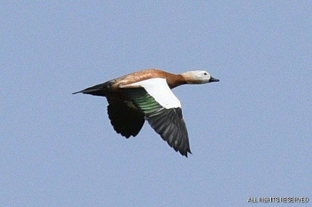 Ruddy Shelduck - ML335285791