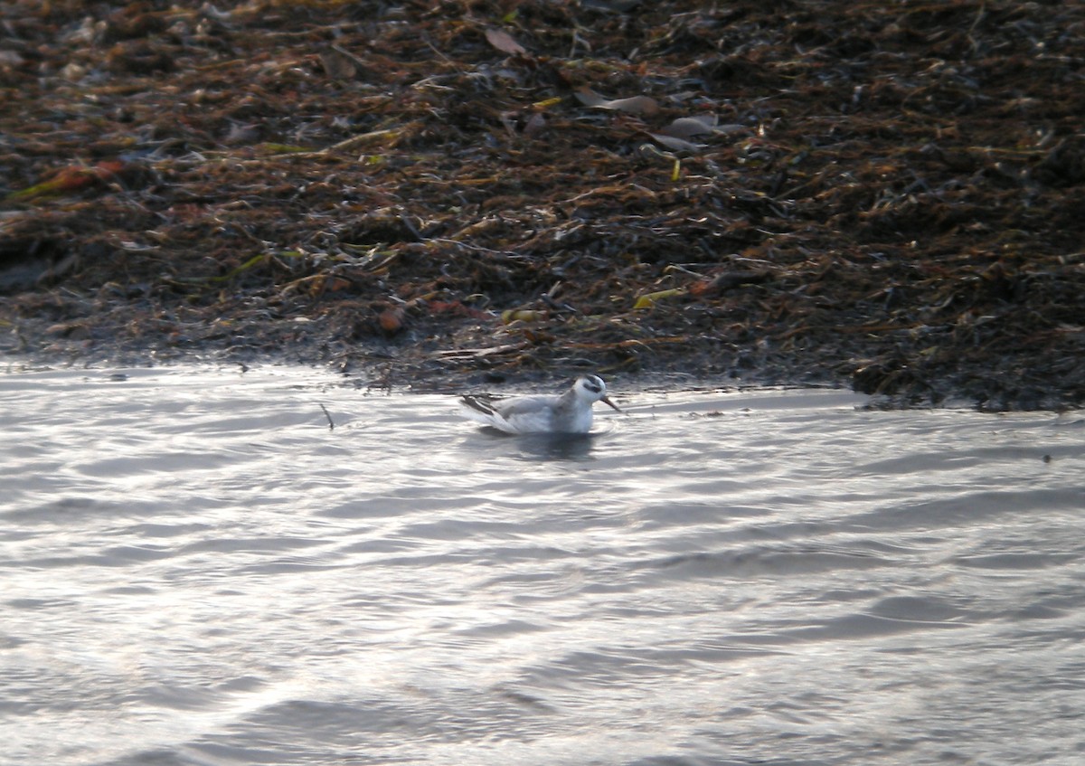 Phalarope à bec large - ML335286331