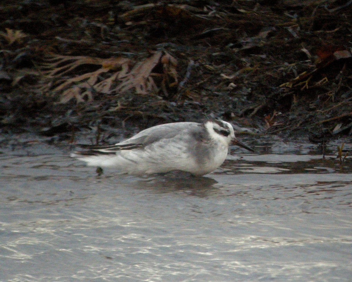 Red Phalarope - ML335286341