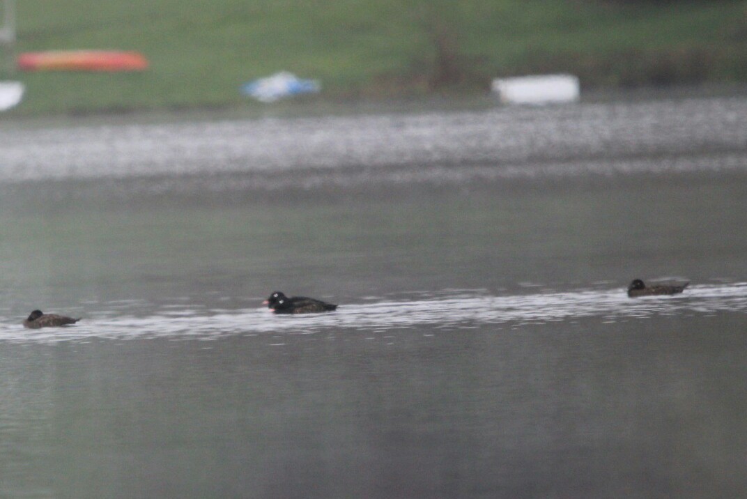 White-winged Scoter - ML335286561