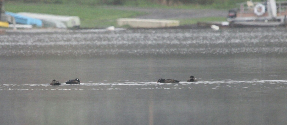 White-winged Scoter - ML335286651