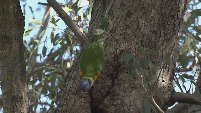 Rainbow Lorikeet - ML335287451