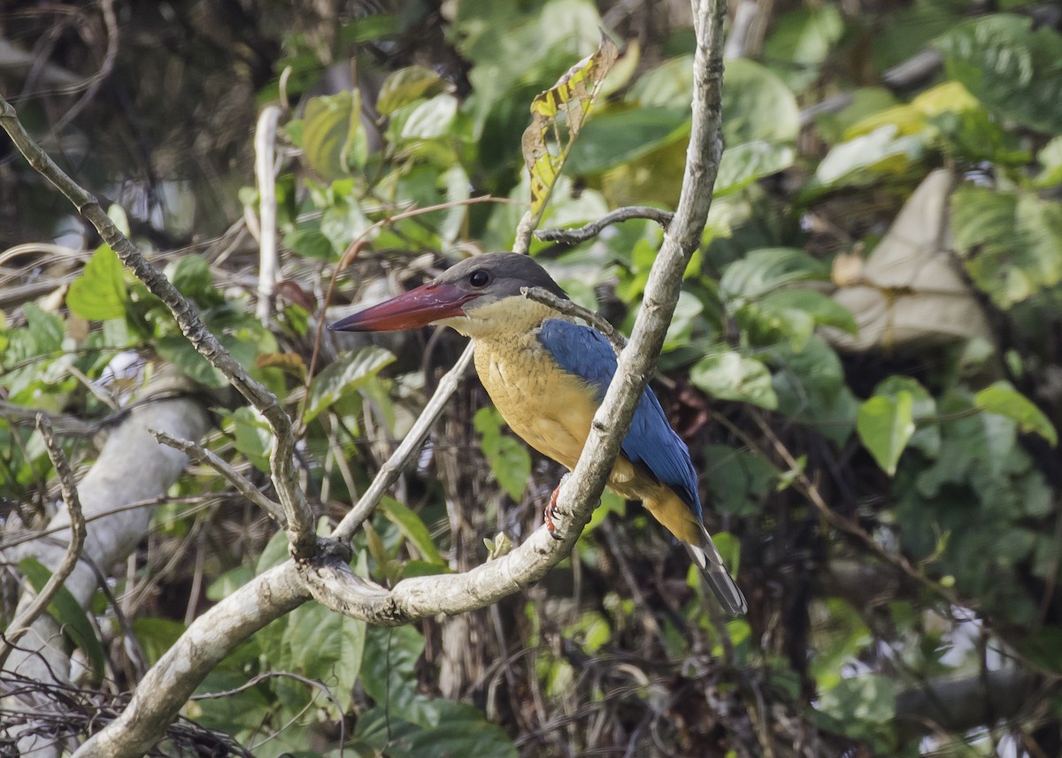 Stork-billed Kingfisher - ML335288231