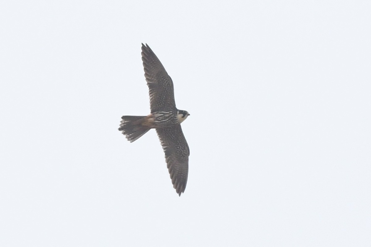 Eurasian Hobby - ML335289301