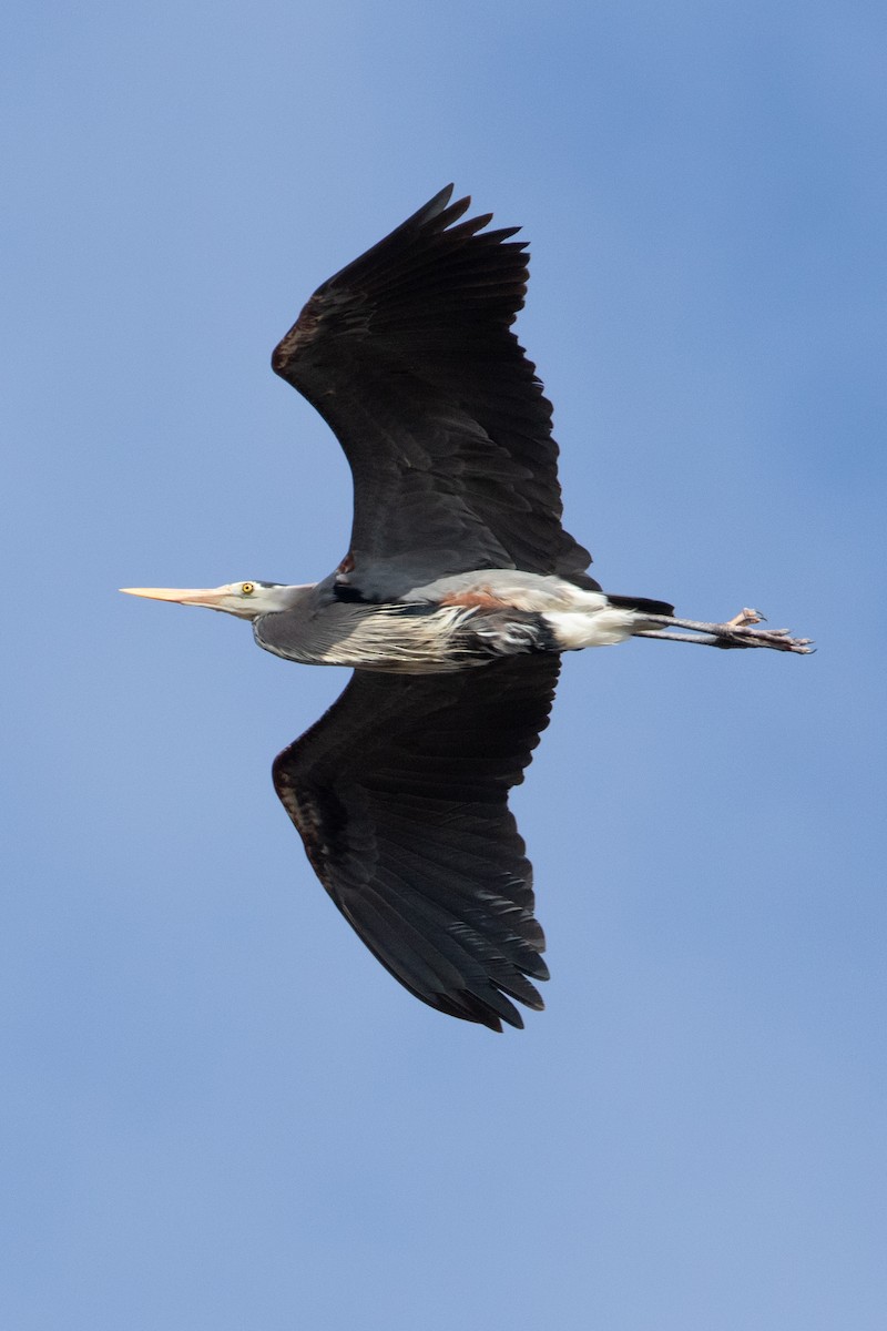 Great Blue Heron - Mike  Jones