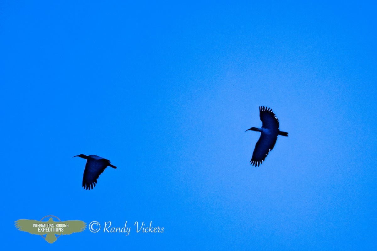 Andean Ibis - ML335291231