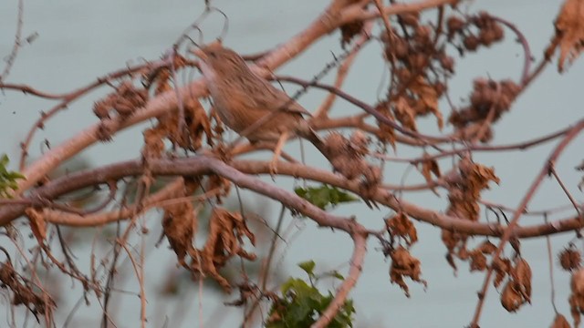 Common Babbler - ML335292871