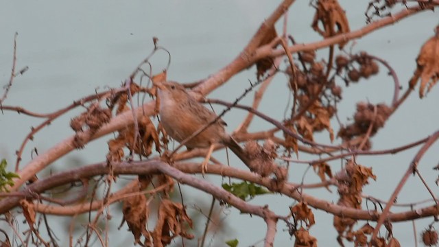 Common Babbler - ML335293261