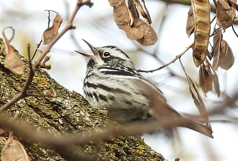 Black-and-white Warbler - ML335294491