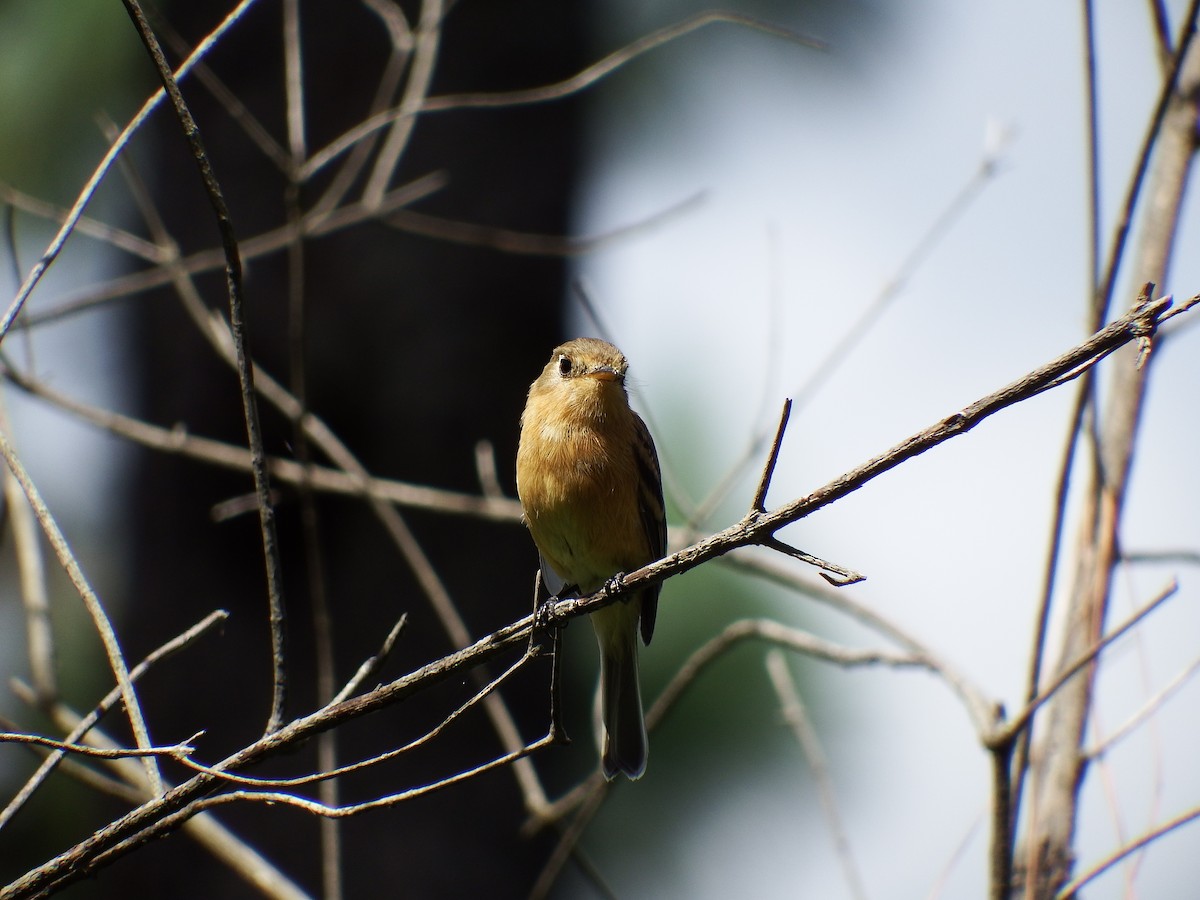 Buff-breasted Flycatcher - Mayron McKewy Mejia