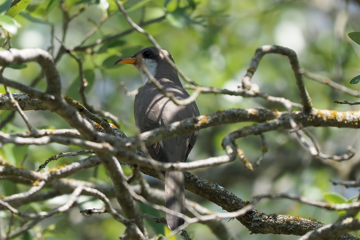 Yellow-billed Cuckoo - ML335295311