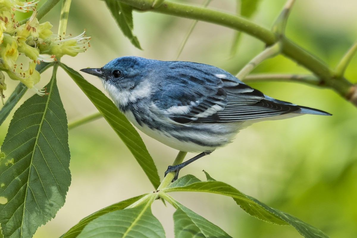 Cerulean Warbler - ML335297401
