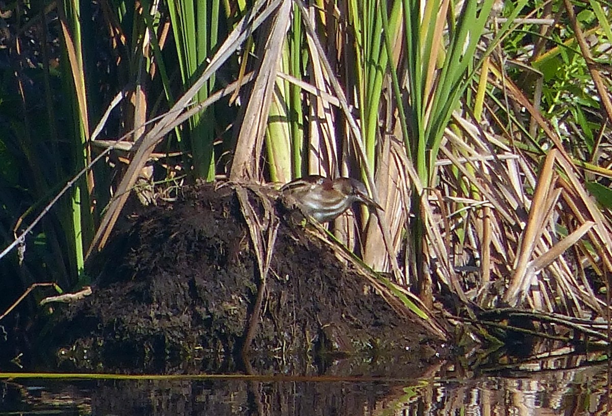 Least Bittern - ML335300131
