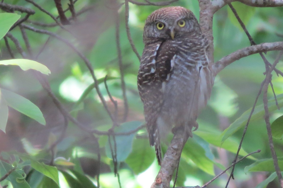 Asian Barred Owlet - ML335300401