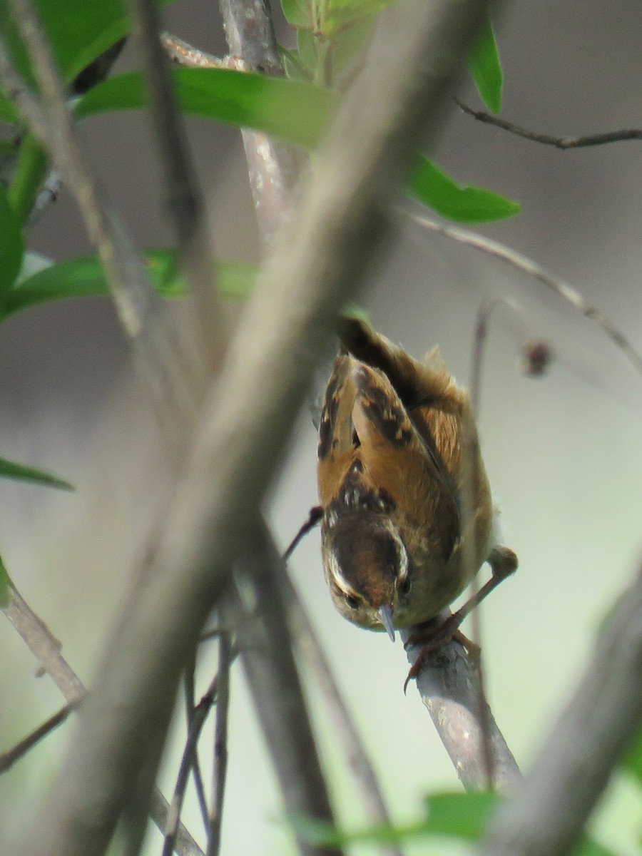 Marsh Wren - ML335300751