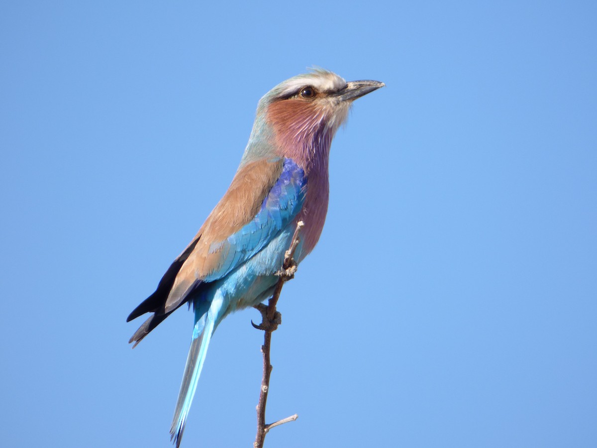 Lilac-breasted Roller - ML335302681