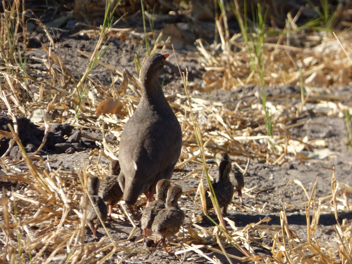 Red-billed Spurfowl - ML335303051