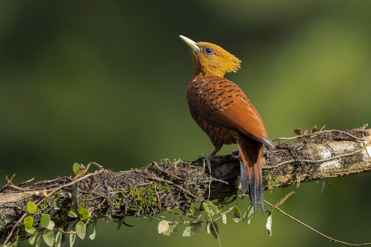 Chestnut-colored Woodpecker - ML335303571