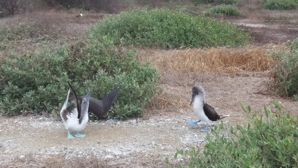 Blue-footed Booby - ML335305181