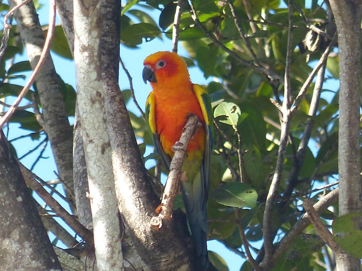 Sun Parakeet - ML335305341