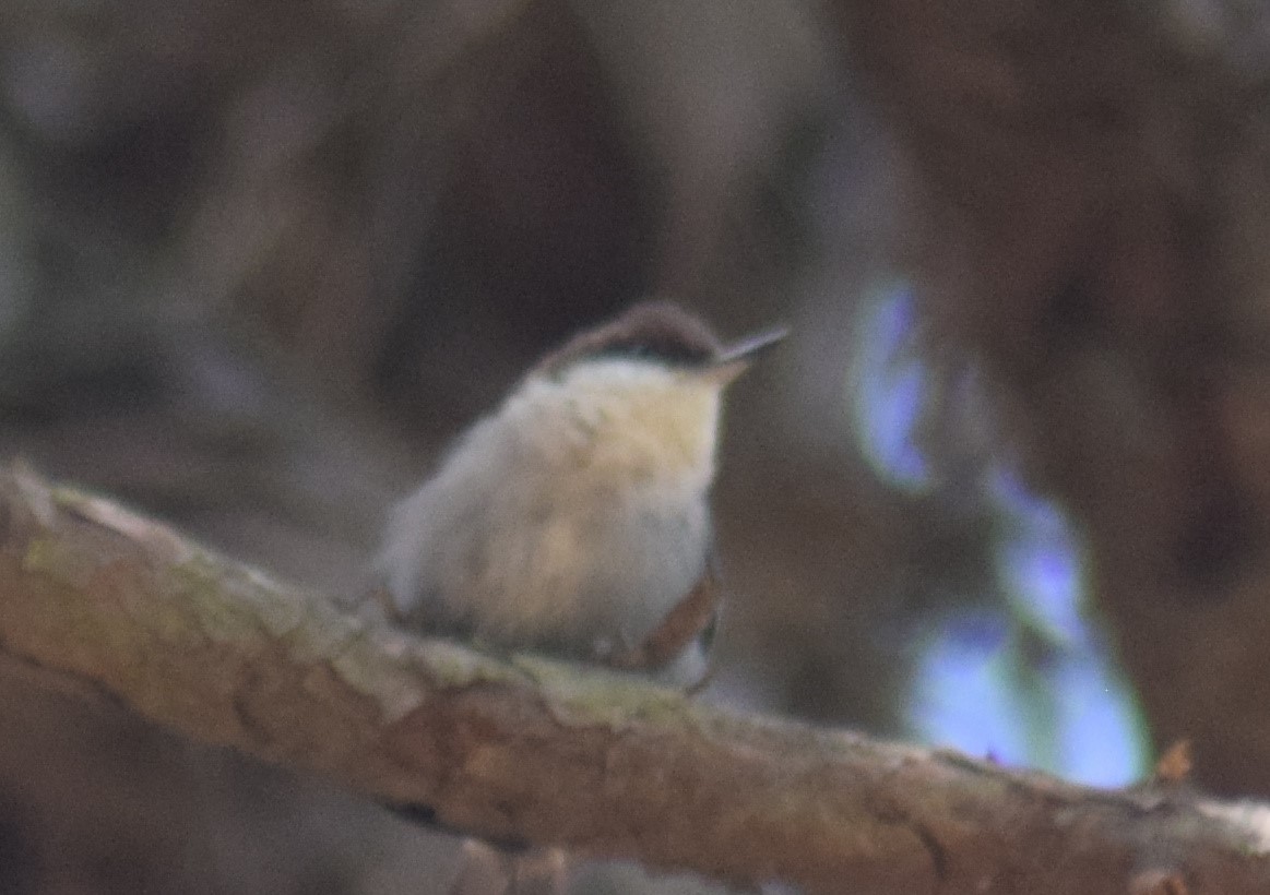 Brown-headed Nuthatch - ML335305801