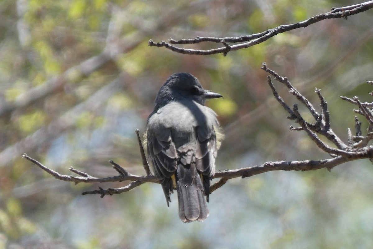 Cassin's Kingbird - Patrick Coy