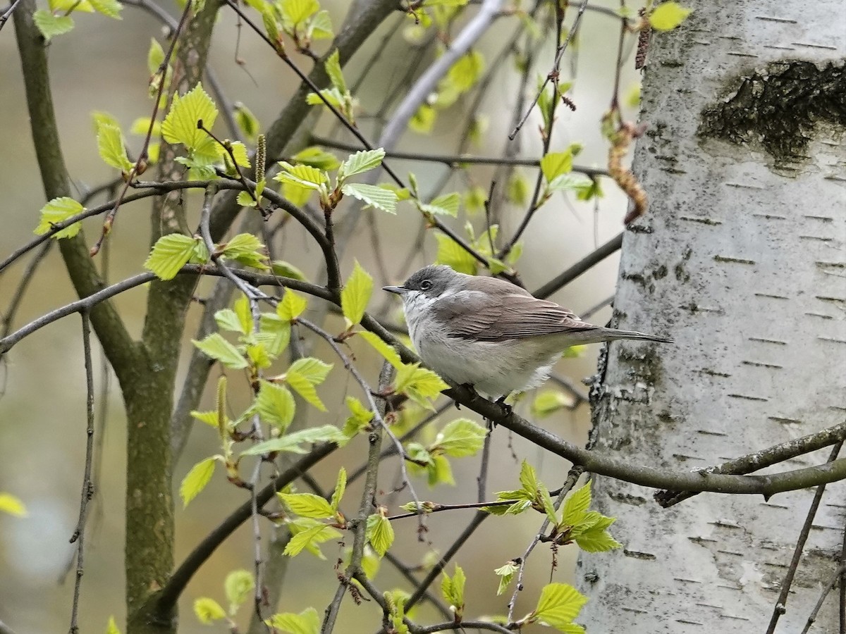 白喉林鶯 - ML335306571