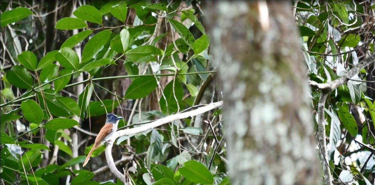 Amur/Blyth's/Indian Paradise-Flycatcher - ML335307011