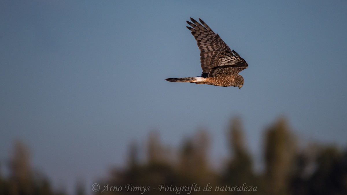 Cinereous Harrier - ML335307311