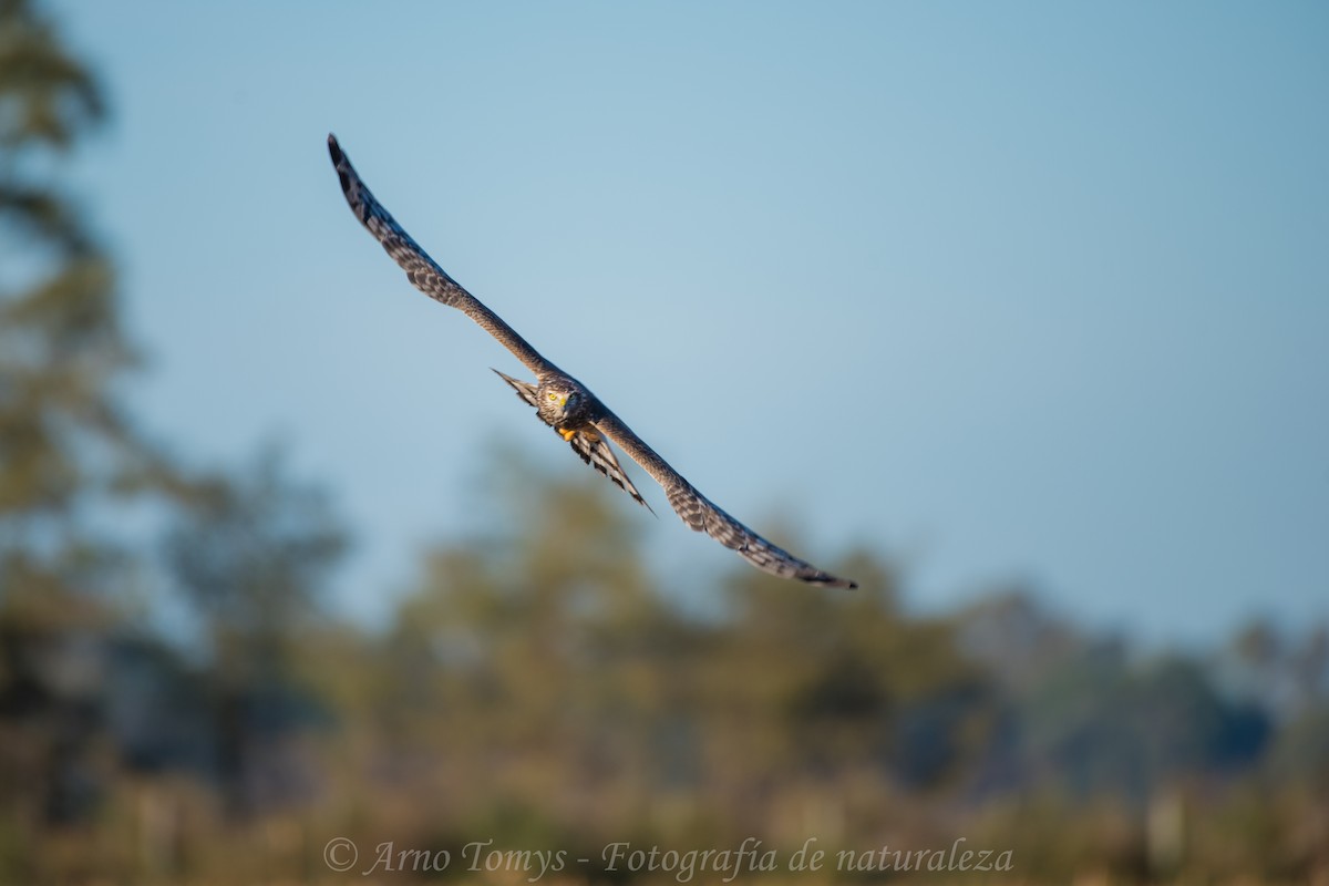 Cinereous Harrier - arnoldo tomys