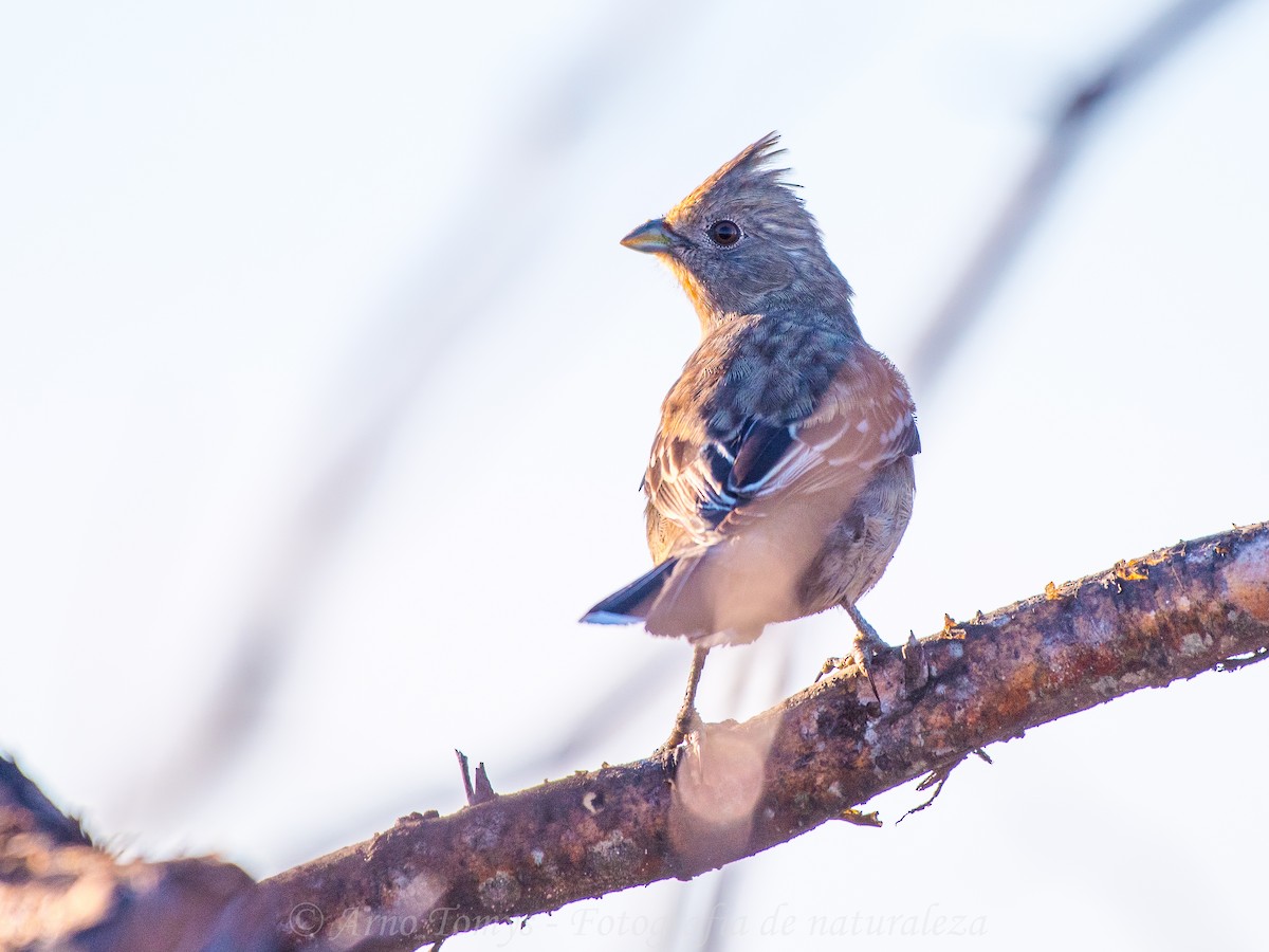 White-tipped Plantcutter - arnoldo tomys