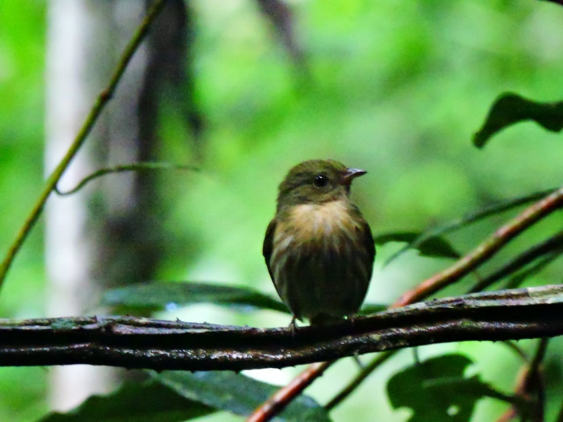 Manakin rubis - ML335308191