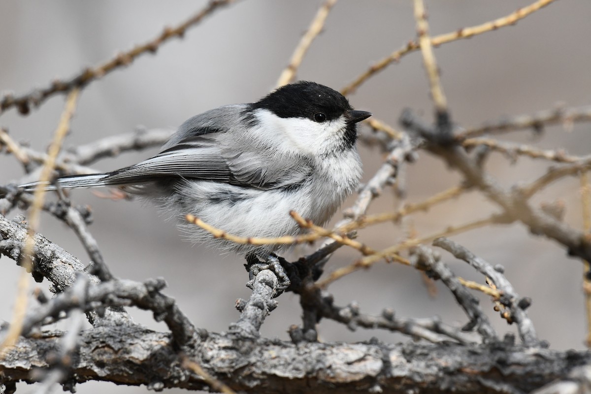 Willow Tit - ML335308341