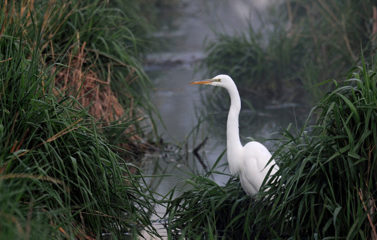 Great Egret - ML335308781