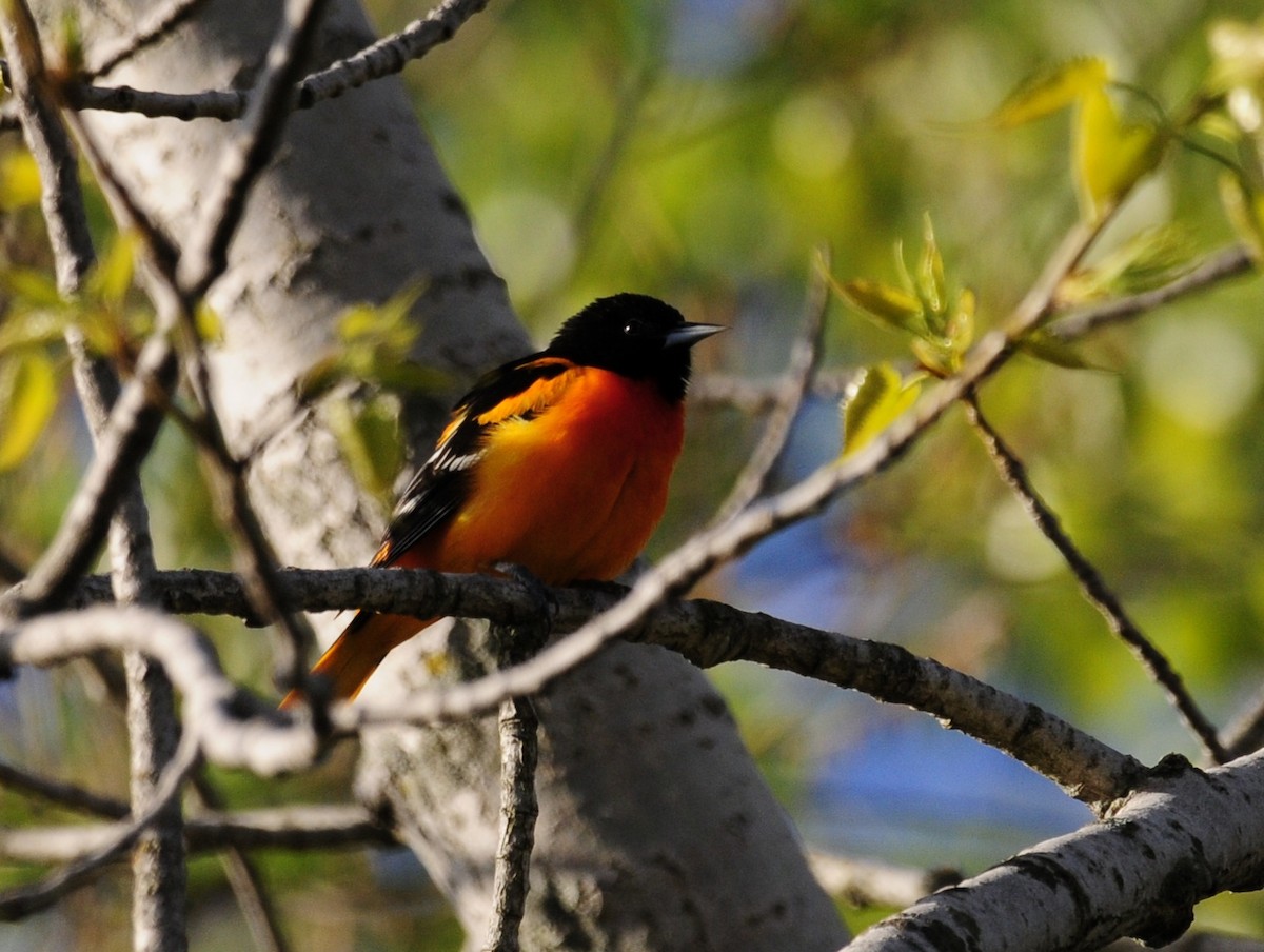 Baltimore Oriole - ML335308901