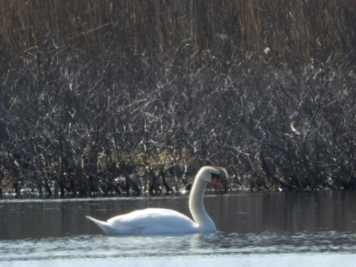 Mute Swan - Bianca Beland