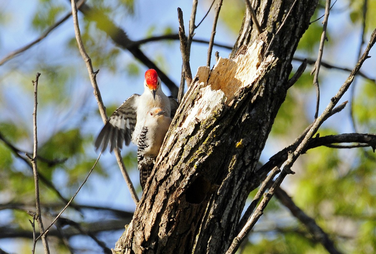 Red-bellied Woodpecker - ML335309691