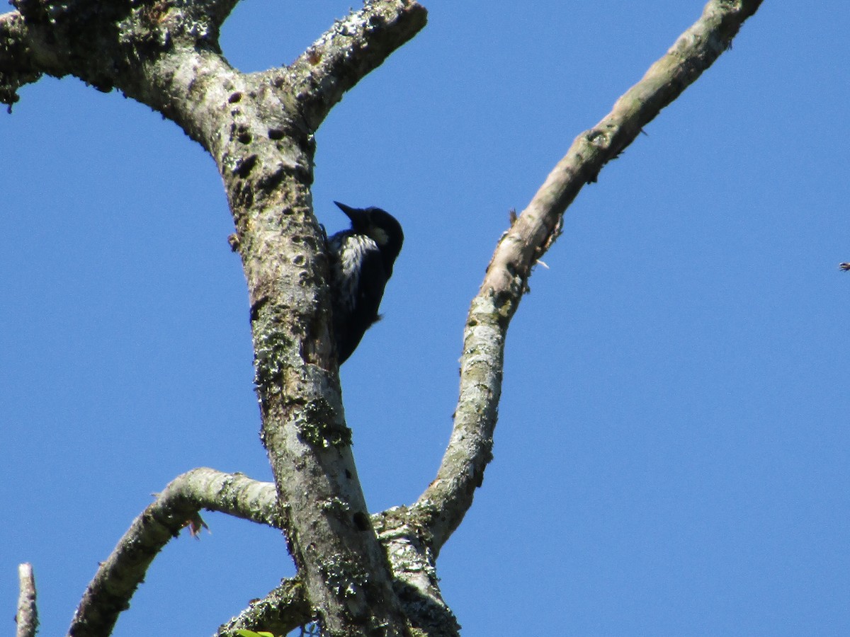 Acorn Woodpecker - ML335310181