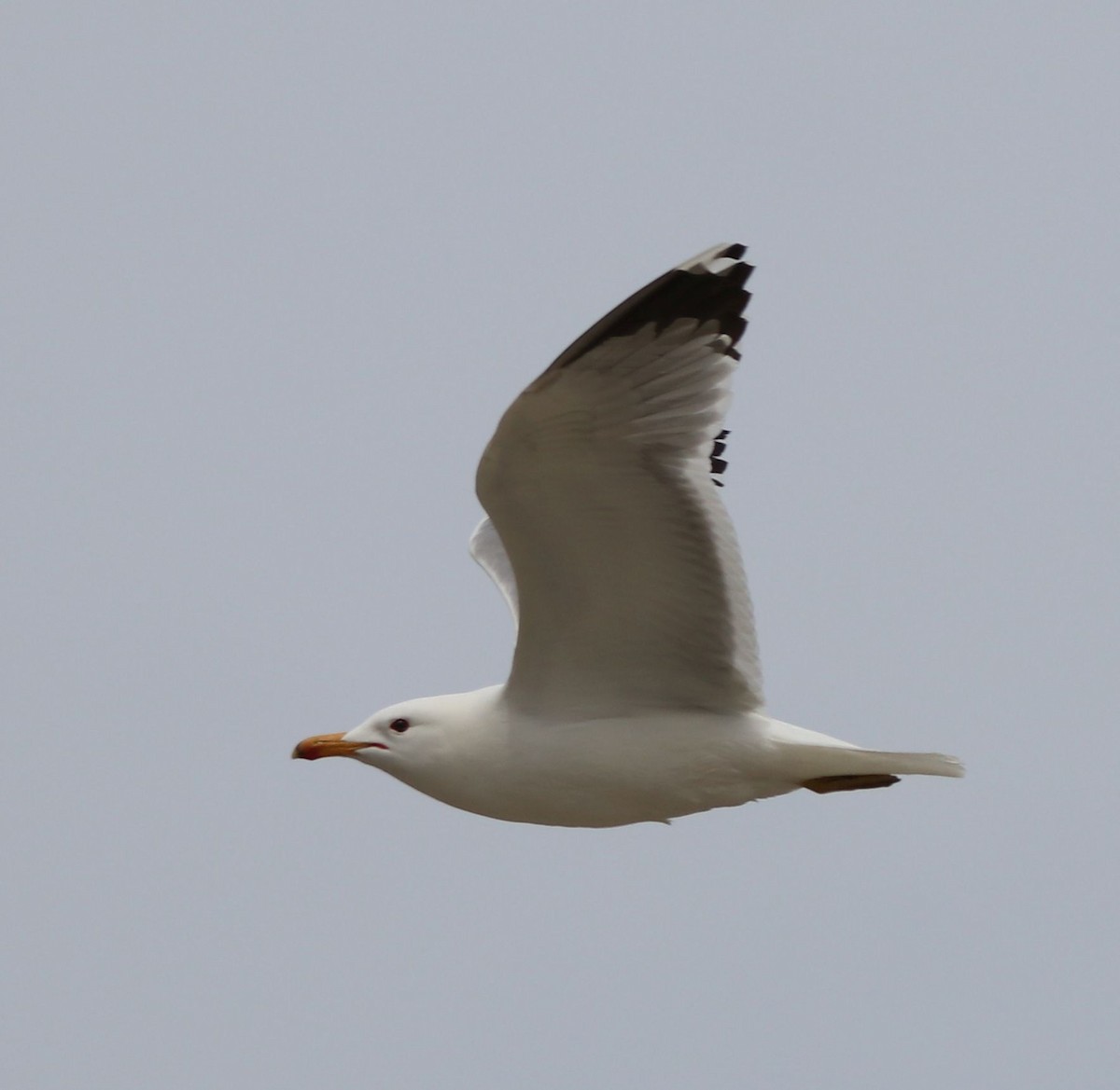 California Gull - ML335310371
