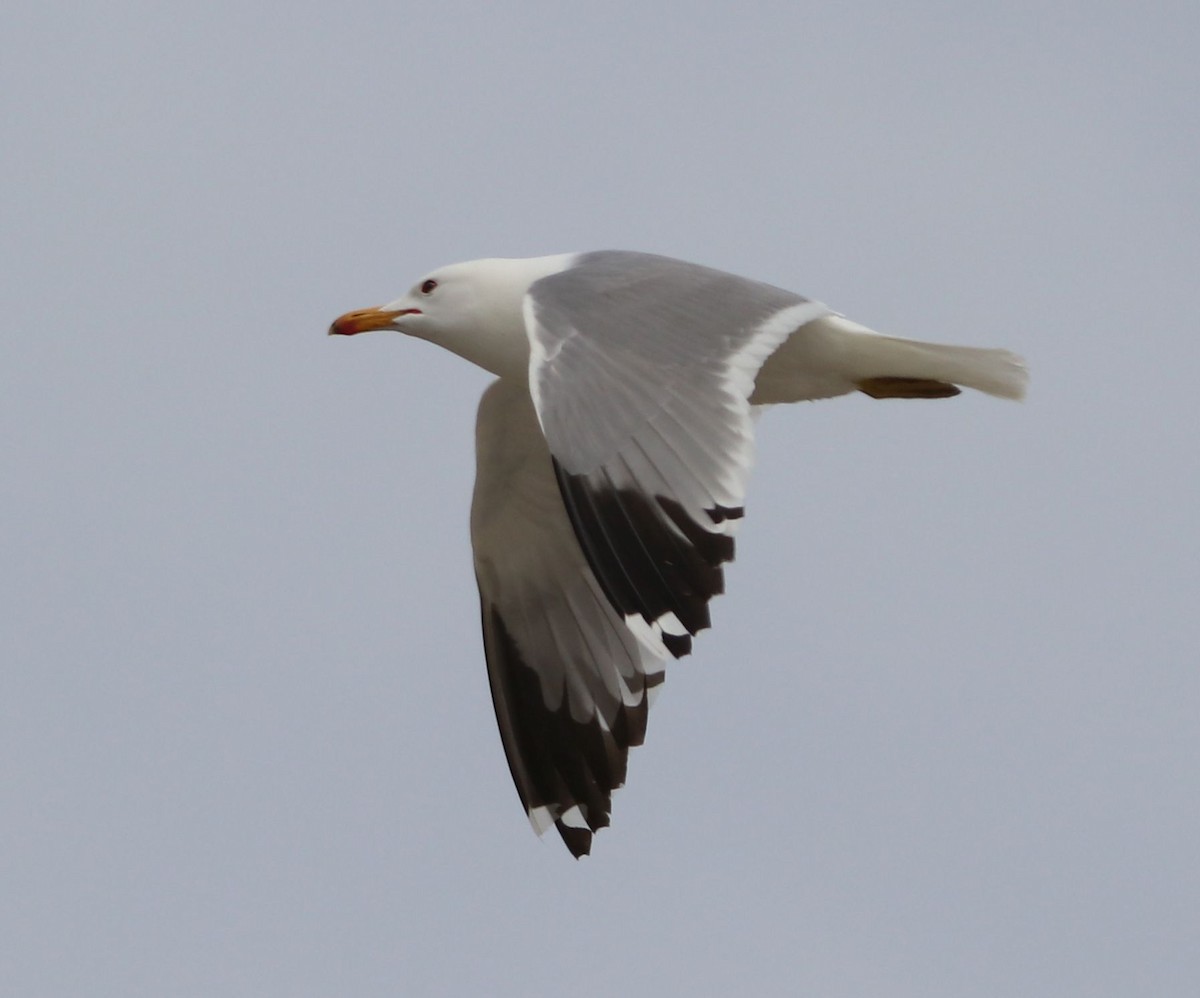 California Gull - ML335310381